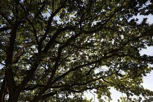 illuminated by bright sunlight, beautiful green oak photo