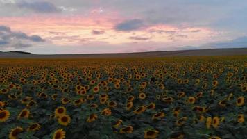 Side aerial view caucasian woman spread arms in sunflower field enjoy evening and carefree freedom. Lifestyle happiness concept video