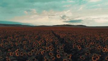 Aerial fly over sunflower agriculture field with blooming sunflowers. Summer landscape with big yellow farm field with sunflowers on background mountains. Cinematic Shooting video