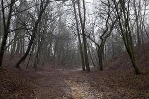 Forest in autumn photo