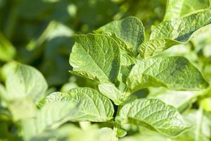 un campo agrícola con un cultivo foto