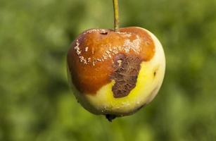 cosecha estropeada de manzanas foto