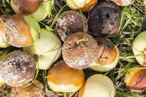 rotten apples, close up photo