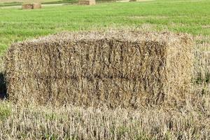 agricultural field, cereals photo