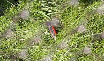Feather on the grass, close up photo