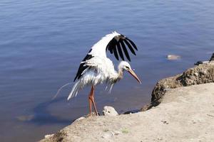 Stork without wings photo