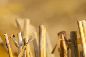 Field after harvest photo