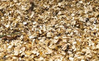 wood shavings. close-up photo