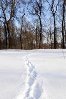 path in the snow photo