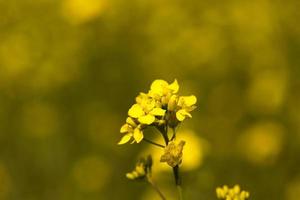 rapeseed field. Spring photo