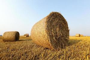 haystacks in a field of straw photo