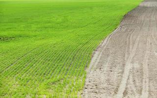 field with cereals photo