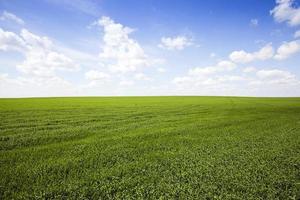 field with cereals photo