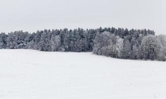 Winter landscape with forest photo