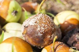 spoiled apples, close-up photo