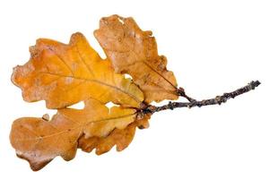 Yellow oak leaf photo