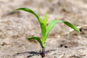 corn germ, close up photo