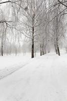 camino en la nieve foto