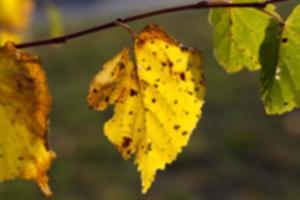 otoño en el parque foto