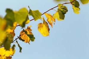 yellowing leaves on the trees photo