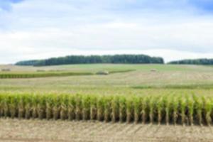 cosecha de maíz de recolección, primer plano foto