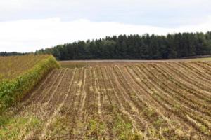 collection corn crop, close-up photo