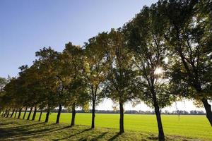 árboles de carretera de otoño foto