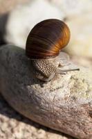 grape snail crawling on its territory photo