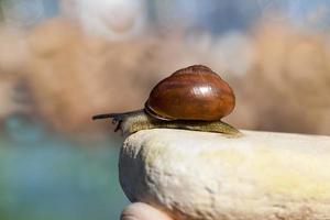 grape snail crawling on its territory photo