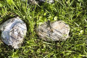 green grass in summer photo