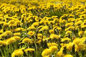 bright yellow blooming dandelions photo