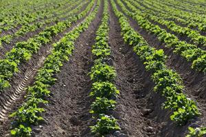 potato field. close-up photo