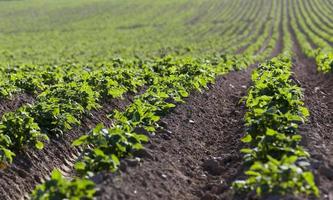 Agriculture. Green potatoes photo