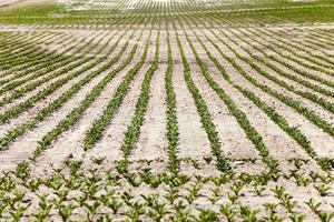 agricultural field with beetroot photo