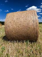 straw after the wheat harvest photo