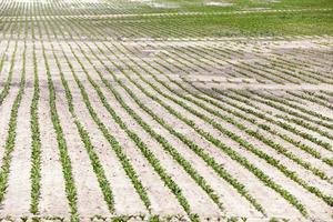 agricultural field with beetroot photo