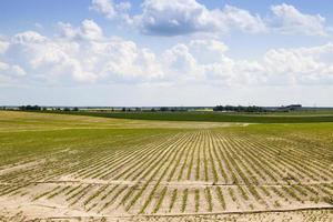 agricultural field with beetroot photo