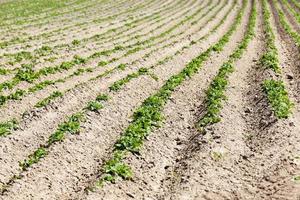 Field with potato photo