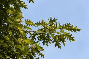 Branches of oak photo