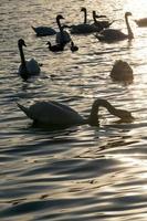 spring time on with a flock of swans photo