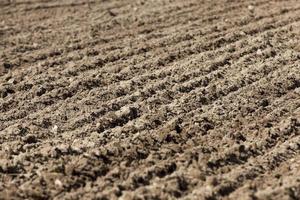 plowed agricultural field sown with grain photo