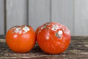 tomate rojo maduro cubierto de moho foto