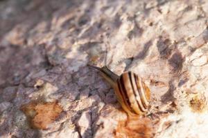 grape snail crawling on its territory photo