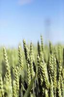 unripe ears of wheat photo