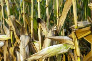 field with mature corn photo