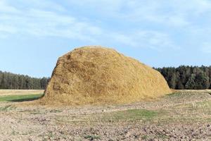 stack of straw in the field photo