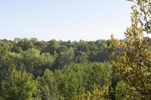 Forest in the spring season photo