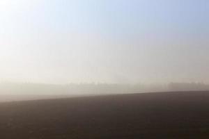 forest in the fog photo