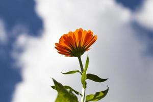 Orange calendula, close  up photo