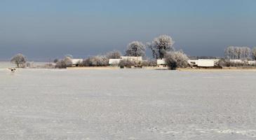 houses in frost photo